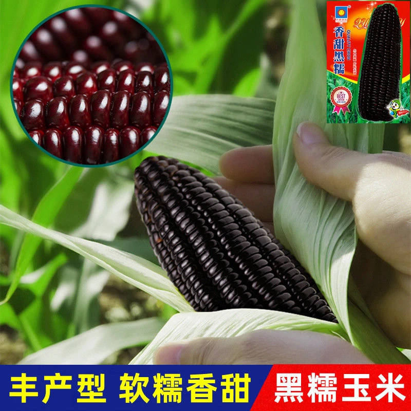 黑甜糯玉米黑糯玉米种子耐高温紫玉米种籽四季大田春夏蔬菜种子孑