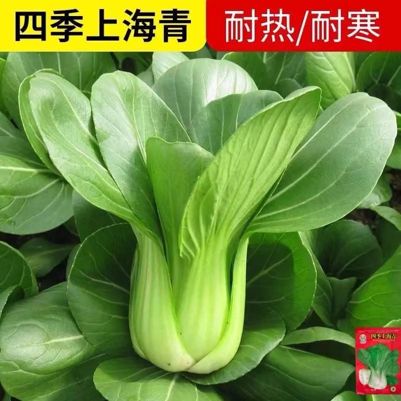 上海青菜籽种子鸡毛菜青菜小白菜四季菜种子秋冬季种蔬菜种子大全