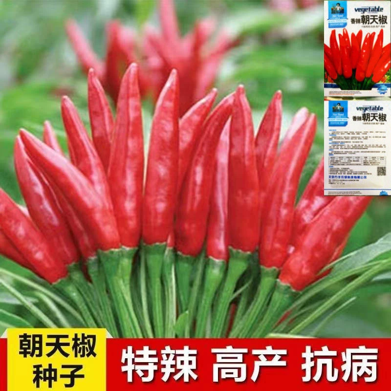 超辣朝天椒种子盆栽新品种高产早熟阳台四季种农家小米椒蔬菜种子