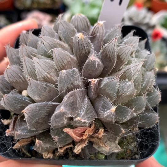 11号实生玉露带盆带土