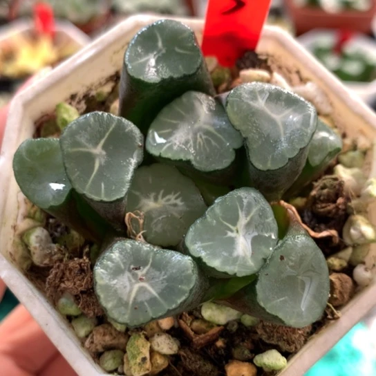 红牌5号山之翠万象带盆带土