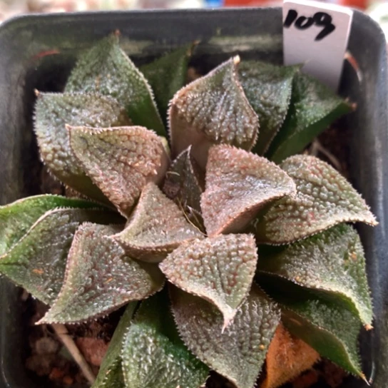 109号黑蝶龙寿带盆带土