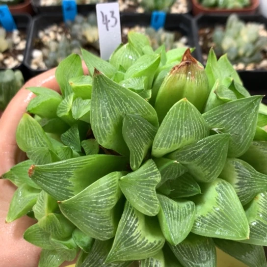 43号群生寿带盆带土