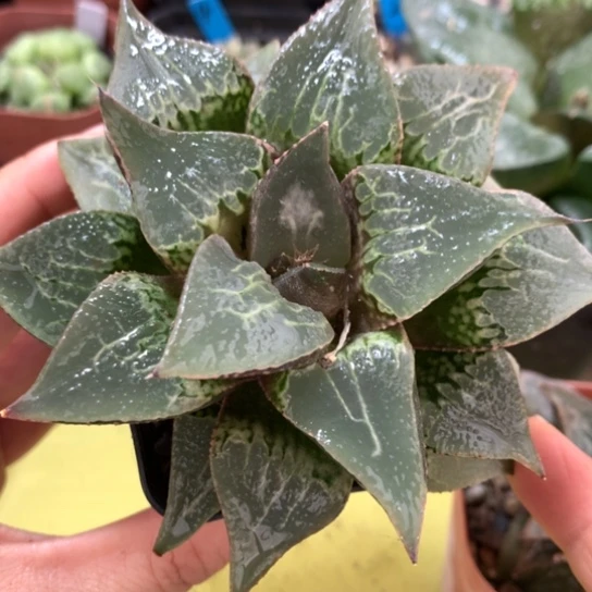 肥**比酒吞童子寿带盆带土