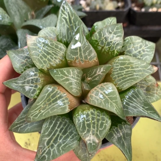 川东特网康平寿带盆带土