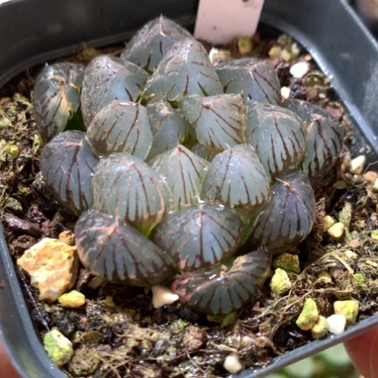 387号龙爪玉露锦带盆带土