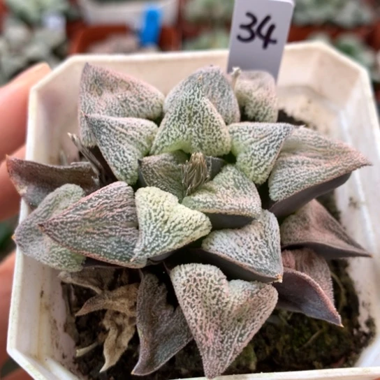 34号特白磨面寿带盆带土