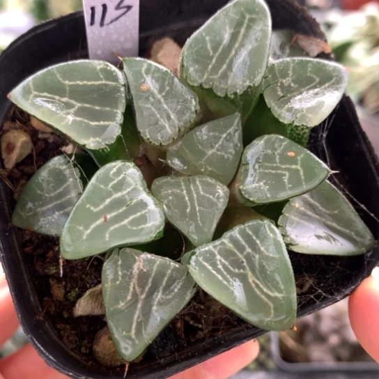 113号寿带盆带土发货