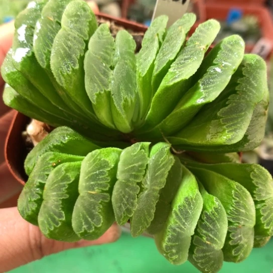 231号草玉扇带盆带土