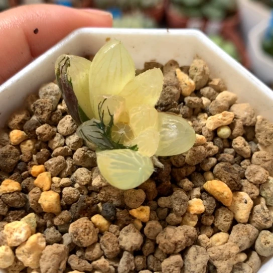 霓虹灯玉露锦带盆带土