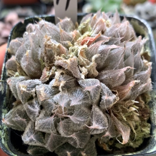 94号毛玉露带盆带土