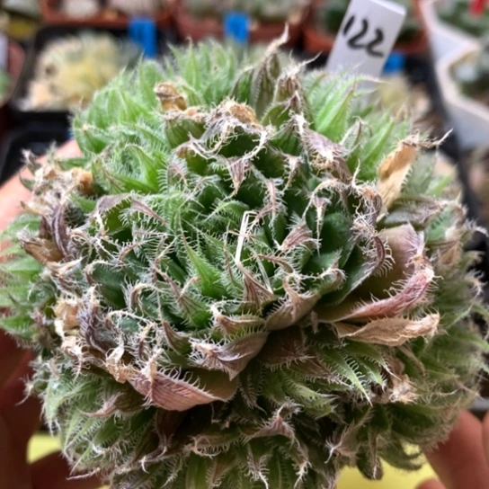 122号原始种玉露带盆带土