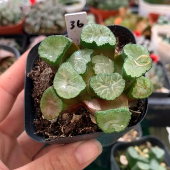 36号万象带盆带土