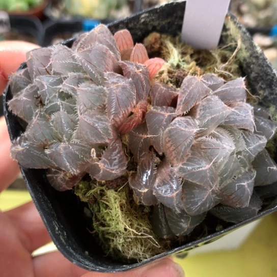 34号冰魄玉露带盆带土