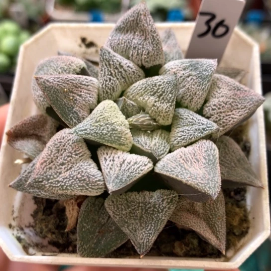 30号特白磨面寿带盆带土