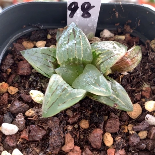 98号红纹寿锦带盆带土