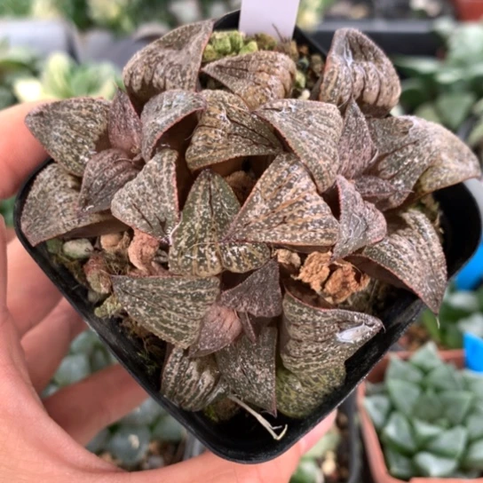 190号群生寿带盆带土