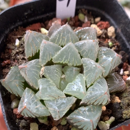 84号糯玉露带盆带土