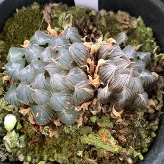 35号双头黑肌玉露带盆带土