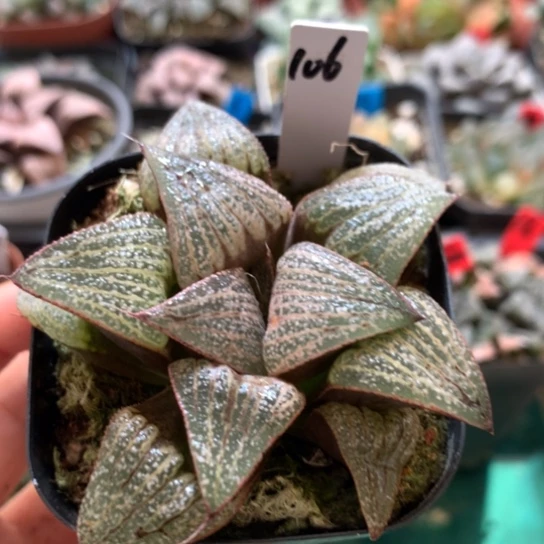 106号青蟹寿带盆带土