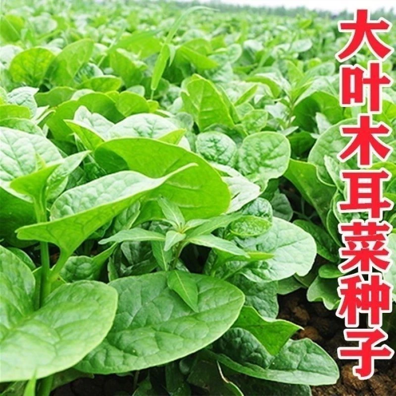 四季大叶木耳菜种子肉厚懒人耐高温耐湿阳台盆栽高钙易种蔬菜种籽
