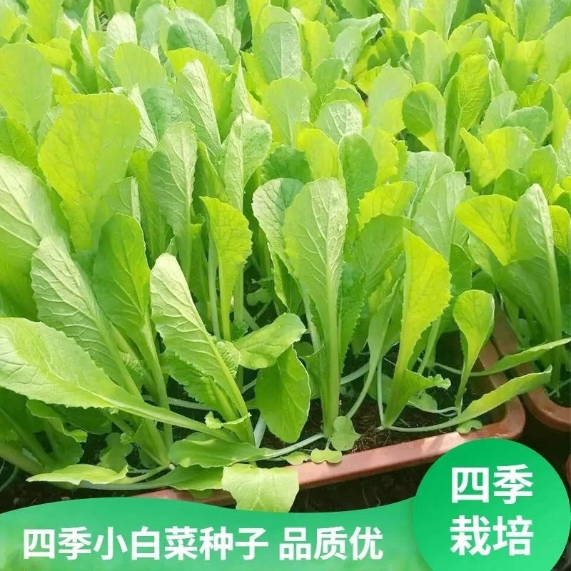 四季快速小白菜种籽白帮青梗速生早熟小白菜种子耐热耐寒蔬菜种子