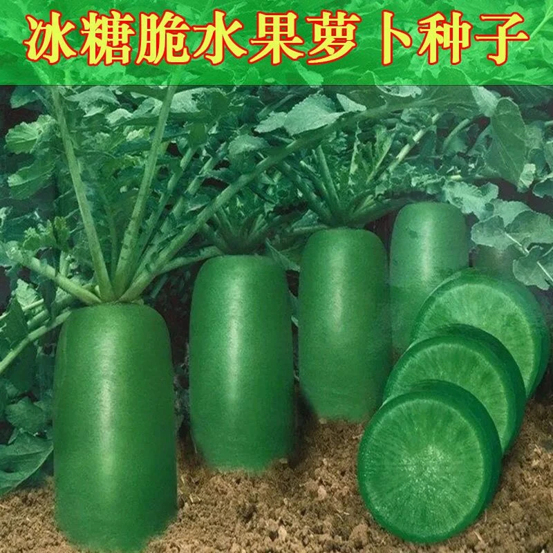 (买二送一)冰糖水果萝卜种子生吃脆甜农家蔬菜种四季播种绿萝卜种