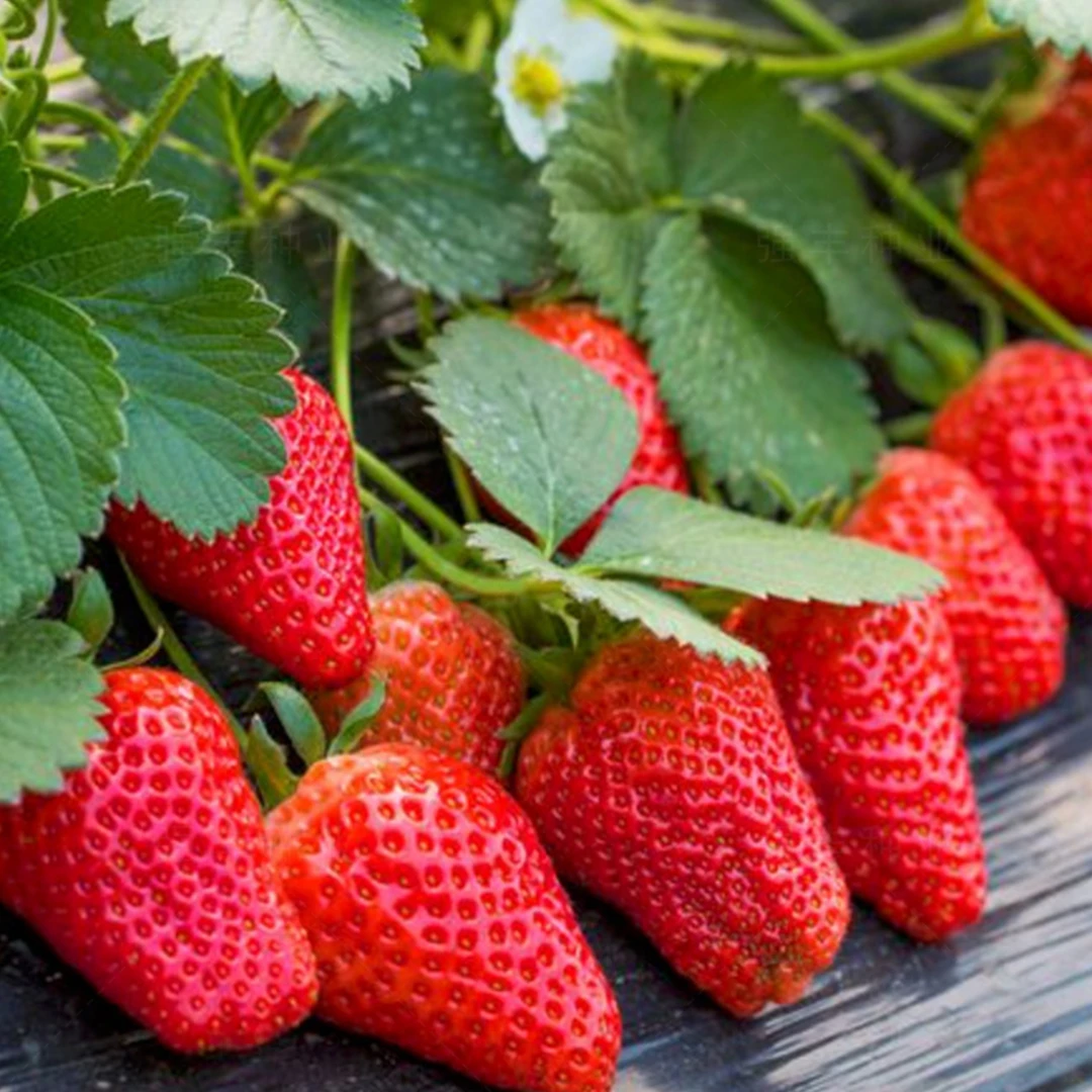 (买二送一)奶油红草莓种四季结果南北可种阳台庭院蔬菜盆栽水果