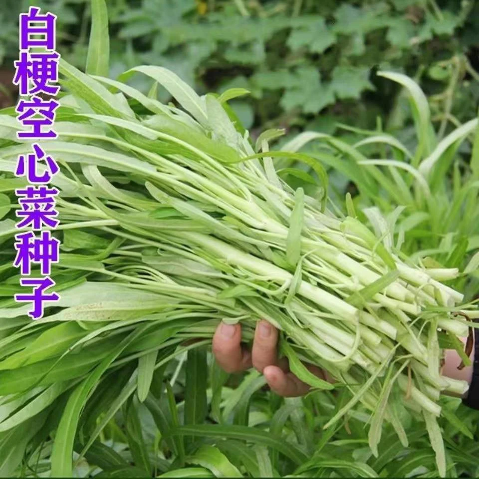 (买二送一)白梗柳叶空心菜种子柳叶白骨通心菜籽白根四季阳台盆栽