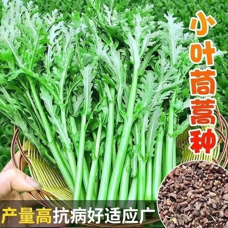 (买二送一)小叶茼蒿种子耐热耐寒菜种秋冬季种籽青菜蔬菜茼蒿菜种