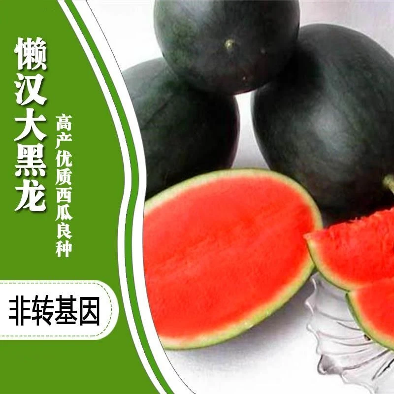 正品高产薄皮懒汉大黑龙红瓤长西瓜种子耐运输四季庭院阳台水果种