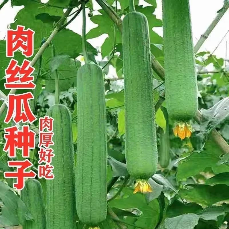 肉丝瓜种子高产早熟瓜种子四季香丝瓜当季阳台易活清香瓜果蔬菜籽
