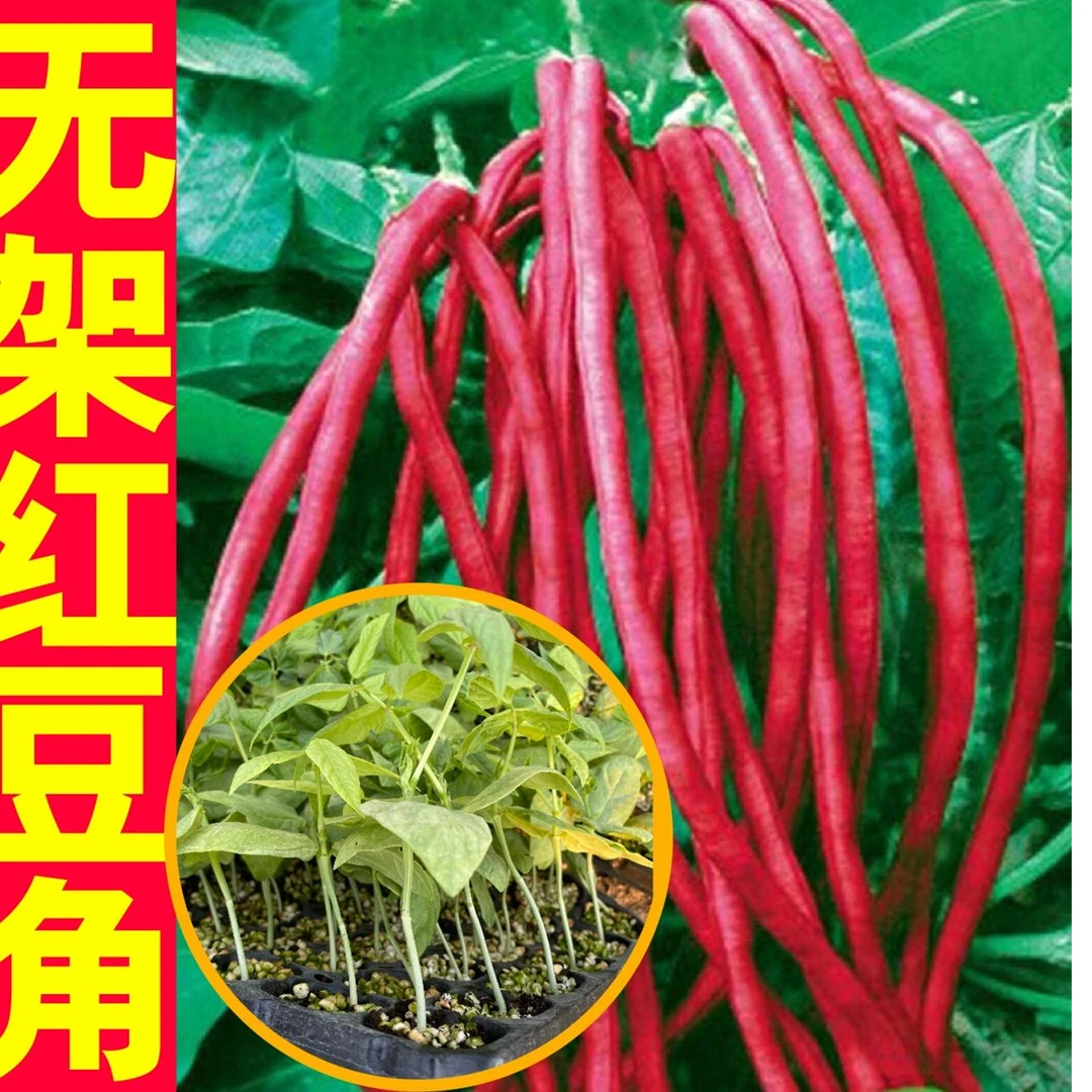 无架豆角种子红色不撘架豆角籽不爬藤豇豆种籽春秋阳台盆栽田园菜