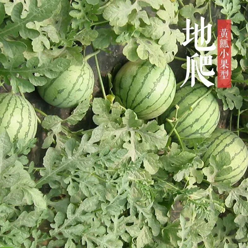 黄皮黄瓤西瓜种子高端礼品瓜早熟超甜神奥金凤凰皮薄水果金黄春季