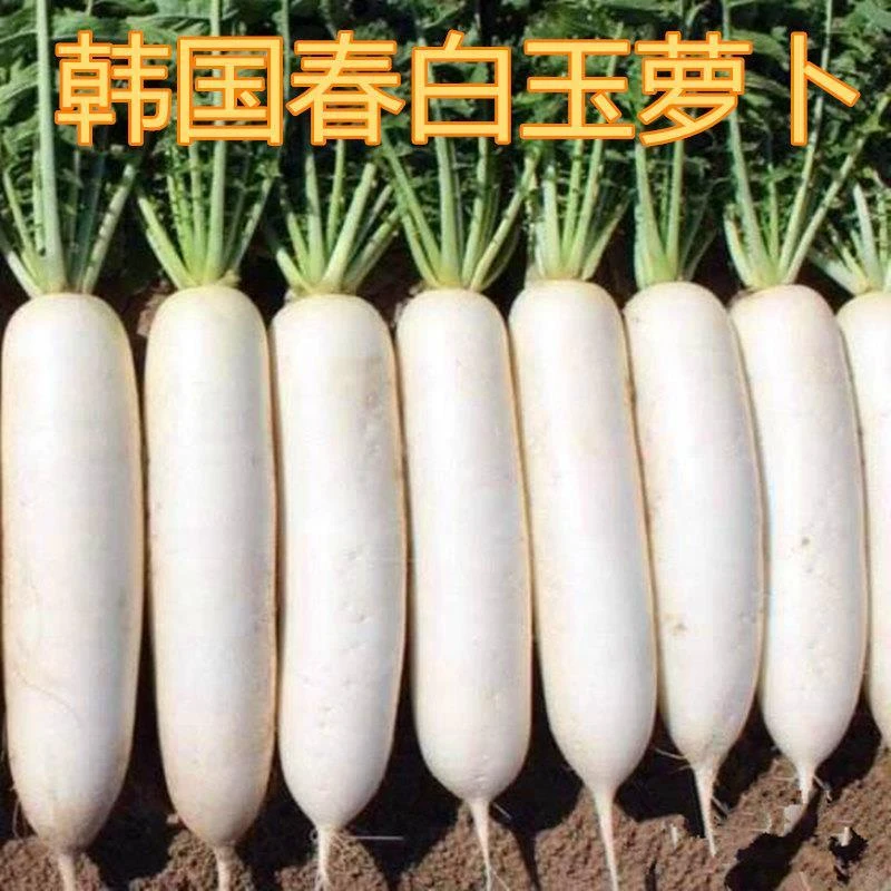 (买二送一)韩国春白玉白萝卜种子水果萝卜四季耐抽薹高产抗病蔬菜