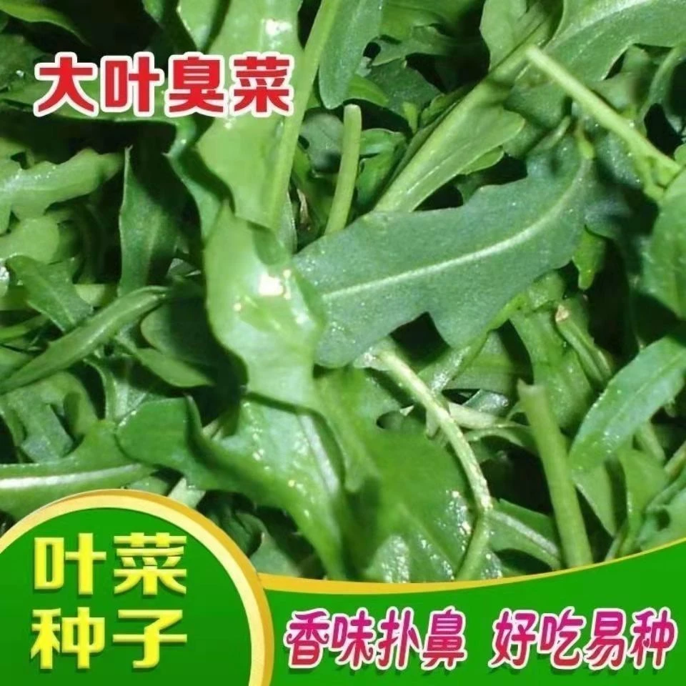 (买二送一)大叶臭菜种子东北芝麻菜籽臭菜籽春秋季菜园盆栽蔬菜种
