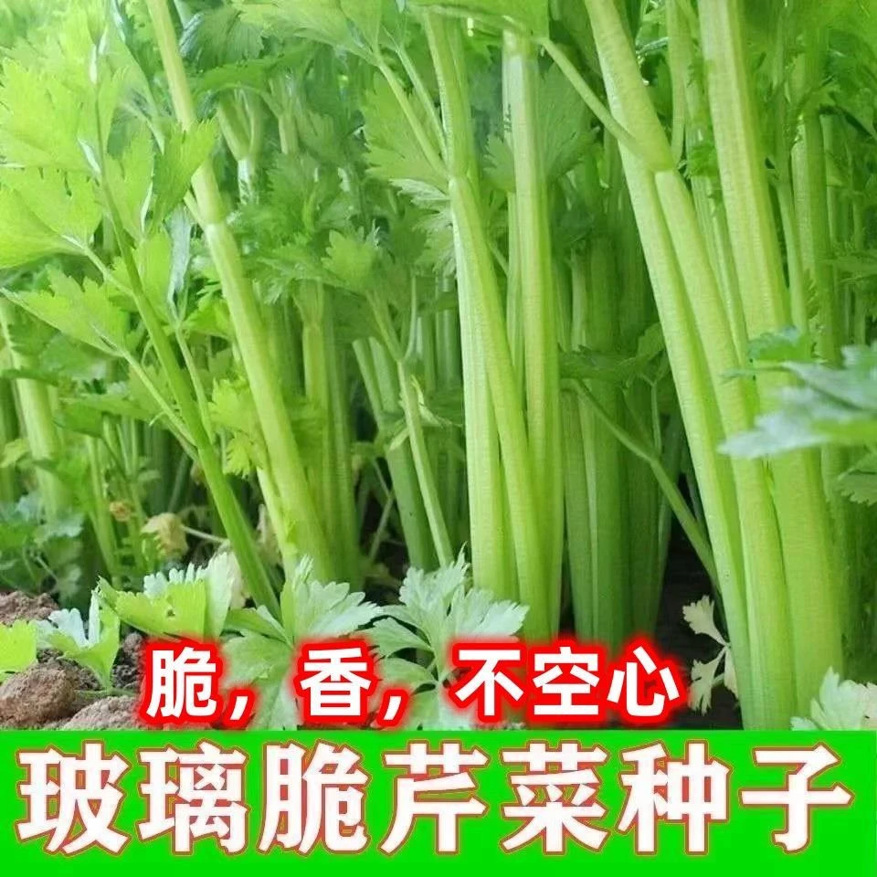 玻璃脆芹种子少纤维清香玻璃脆芹菜种籽四季播种庭院农家蔬菜种子