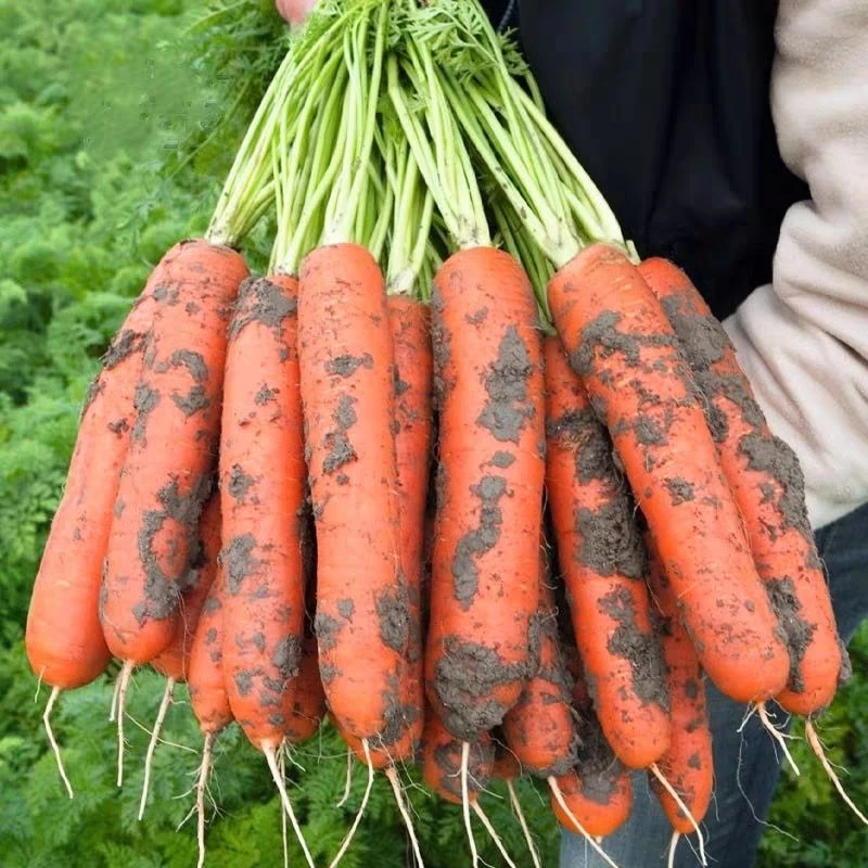 三红八寸参胡萝卜种子110天红萝卜种籽四季阳台庭院萝卜蔬菜种孑