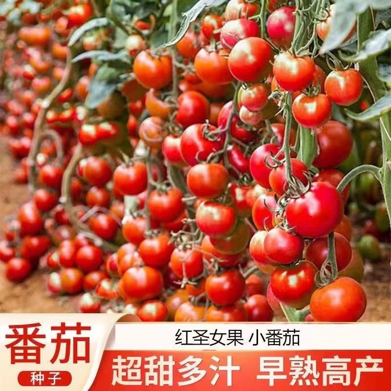 (买二送一)圣女果种子千禧小西红柿樱桃番茄种籽春季蔬菜种子大全