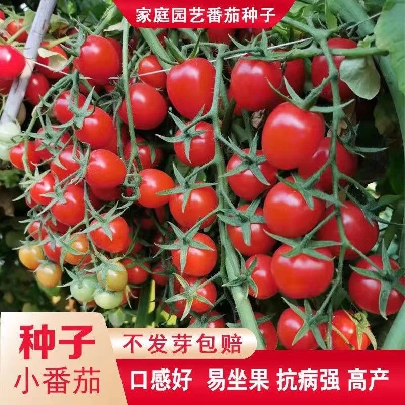 圣女果种子千禧小西红柿樱桃番茄种籽春季蔬菜种子大全开胃酒柿子