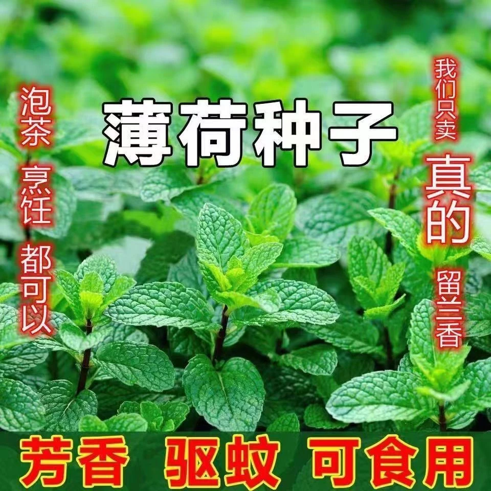 (买二送一)薄荷可食用薄荷种子室内盆栽驱蚊植物阳台四季种植生长