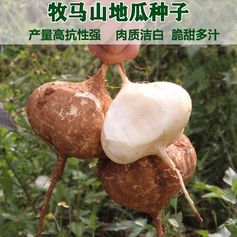 (买二送一)凉薯种子牧马山地瓜种籽水果地瓜农家蔬菜种孑四季播种