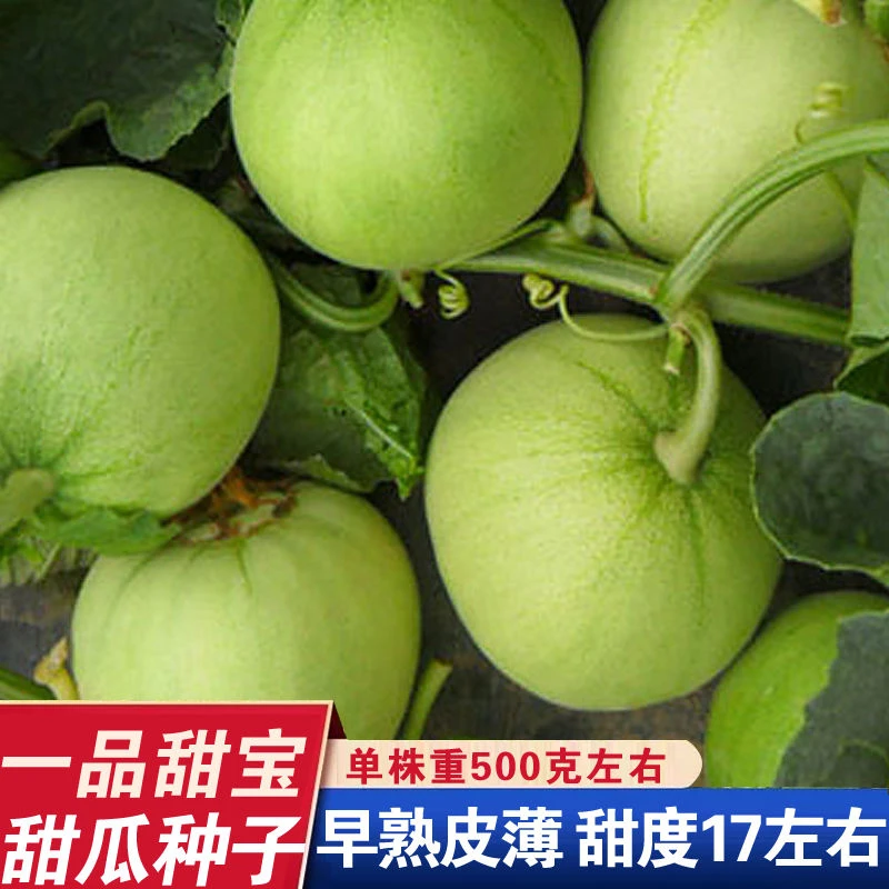 日本甜宝甜瓜种子薄皮香瓜种籽四季播种庭院盆栽农家瓜果蔬菜种