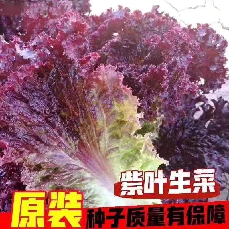 (买二送一)紫叶生菜种子阳台小院盆栽四季菜种子紫叶奶油生菜种子