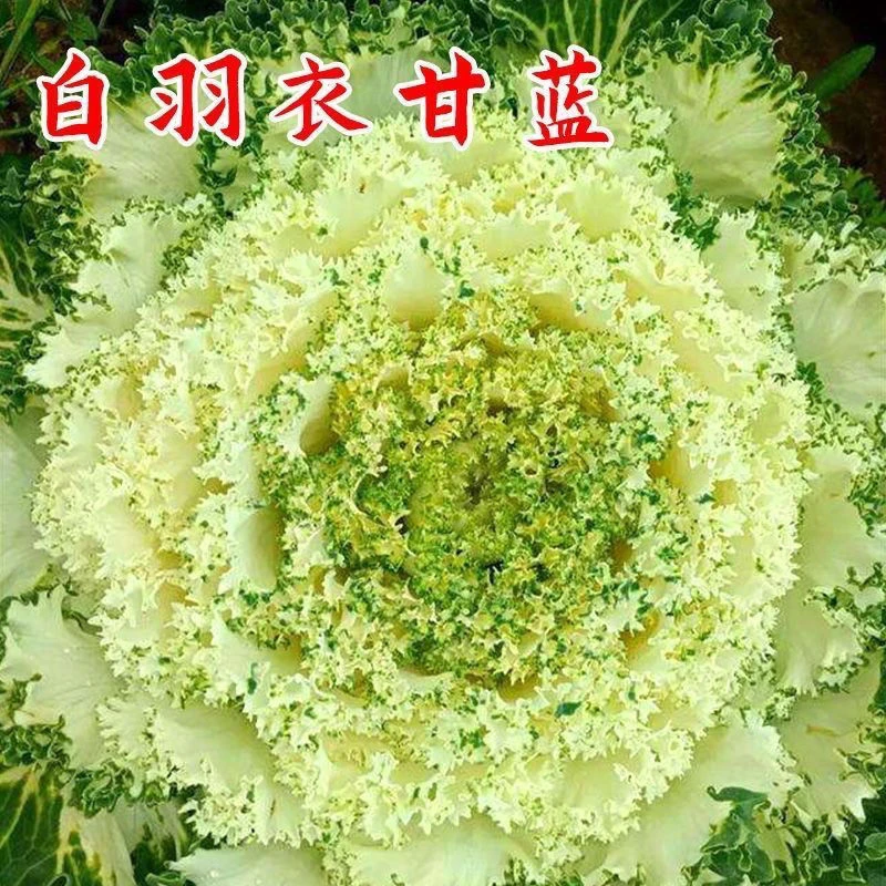 羽衣甘蓝种子 白羽衣甘蓝种子营养丰富食用观赏两用四季甘蓝种子