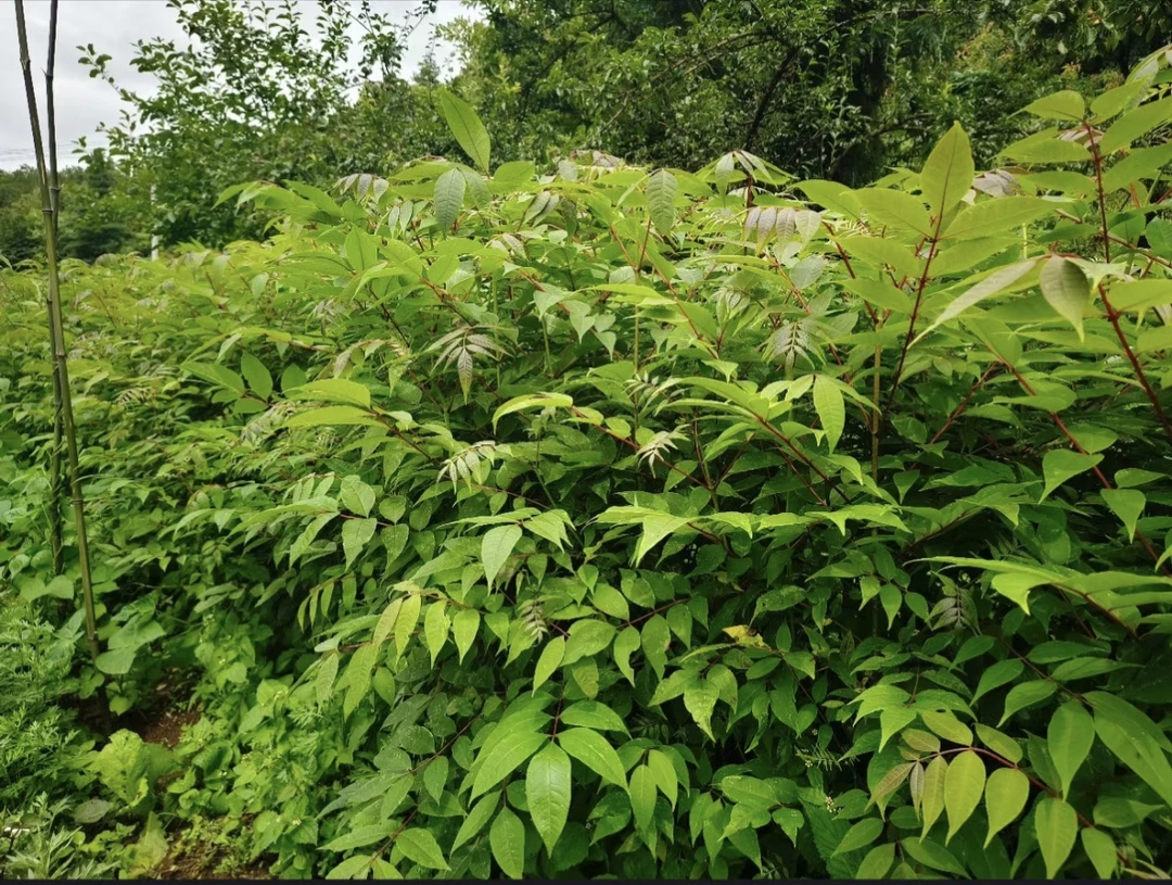 中药材黄柏皮树苗六十公分到一米左右，一百颗起发，送十颗正宗绿植