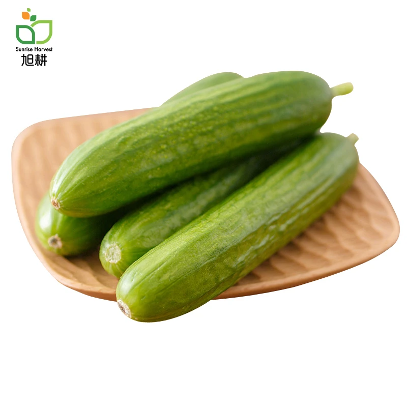 旭耕 有机小黄瓜 水果黄瓜新鲜蔬菜脆嫩生吃即食轻食沙拉顺丰