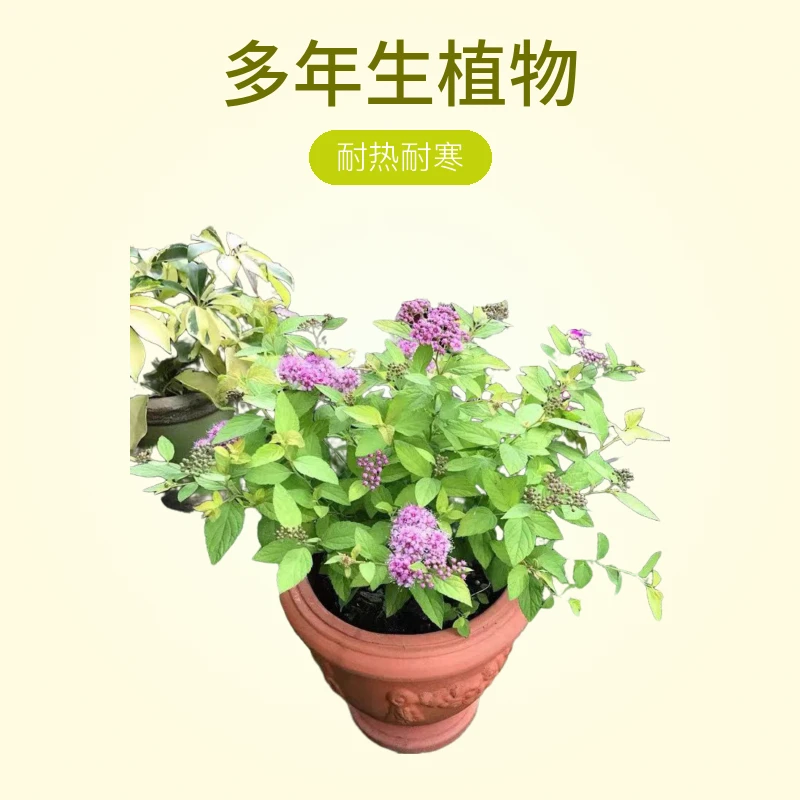 绣线菊盆栽地栽直播间一物一拍绣球花耐寒实物海棠吊兰