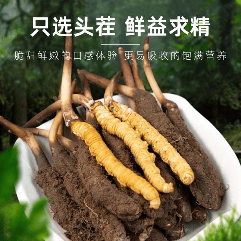 0.6-0.8g 源头直发头期鲜虫草