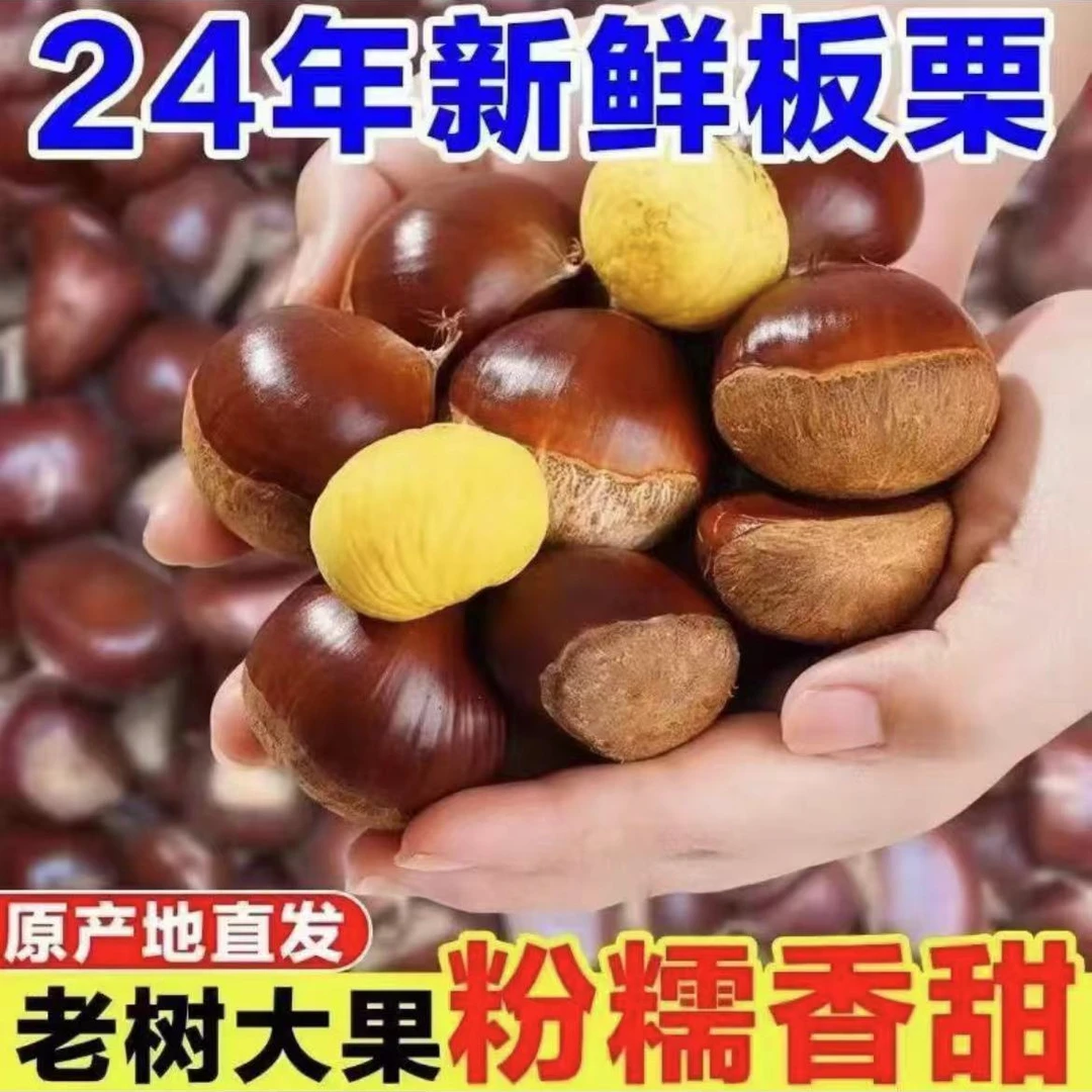 【拍3斤送2斤 】新鲜板栗生栗子大板栗现摘现发软糯香甜5斤装